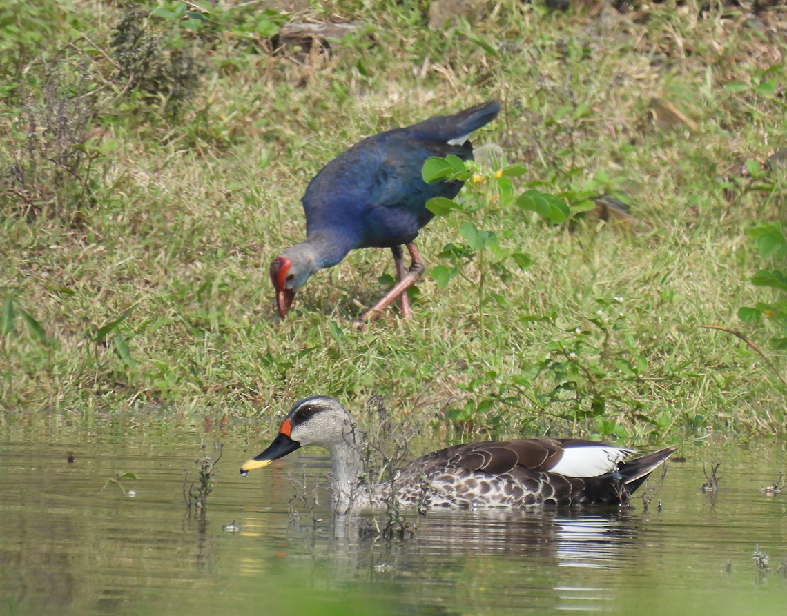 Anas poecilorhyncha  Anas poecilorhyncha,Fall,Geotagged,India,Spot-billed duck