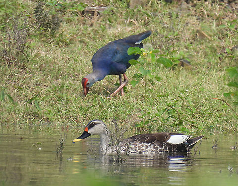 Anas poecilorhyncha  Anas poecilorhyncha,Fall,Geotagged,India,Spot-billed duck