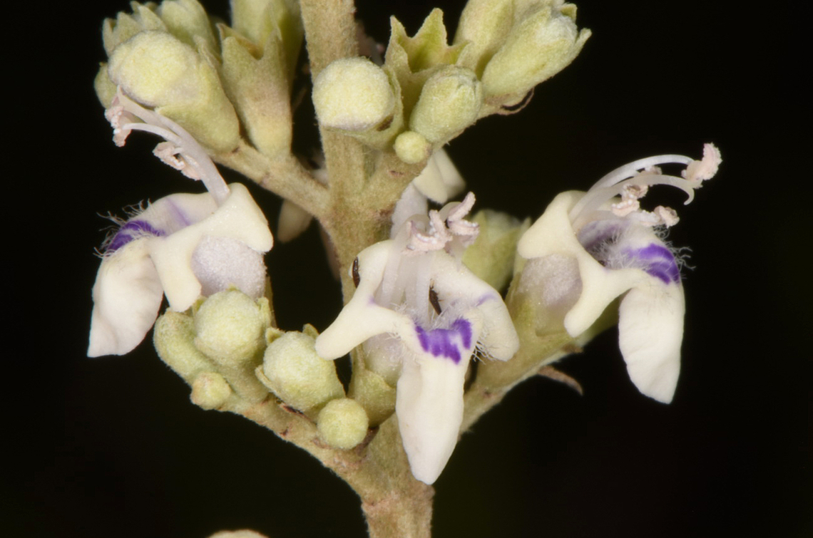 Vitex negundo  Fall,Five-leaved chaste tree,Geotagged,India,Vitex negundo