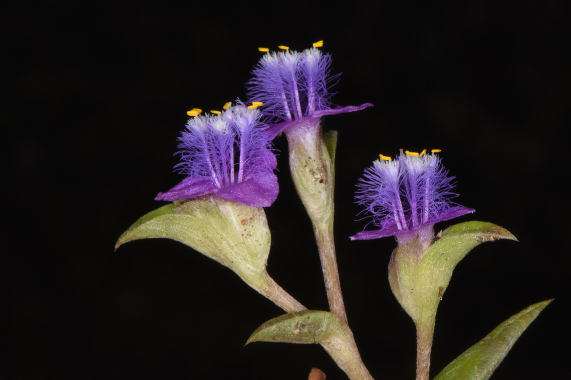 Cyanotis fasciculata  Cyanotis fasciculata,Fall,Geotagged,India