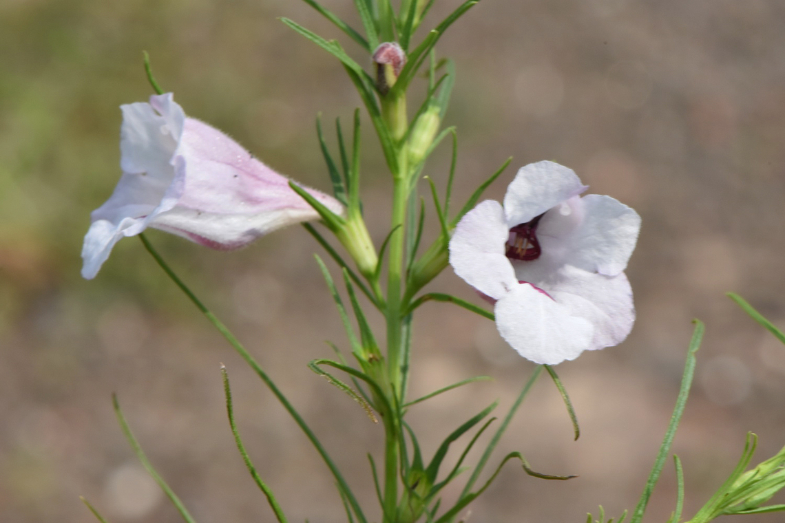 Parasopubia delphiniifolia  Fall,Geotagged,India,Parasopubia delphiniifolia