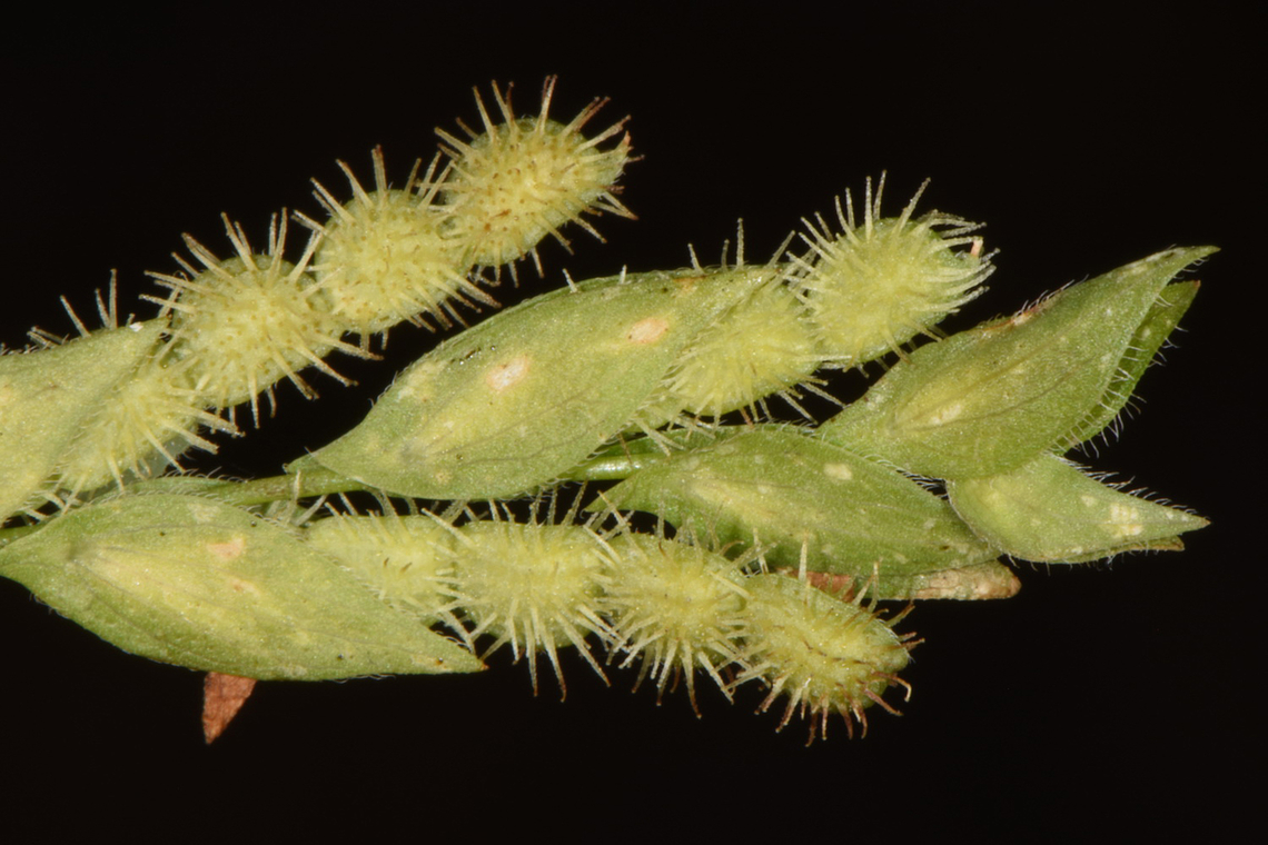 Zornia diphylla  Fall,Geotagged,India,Zornia diphylla