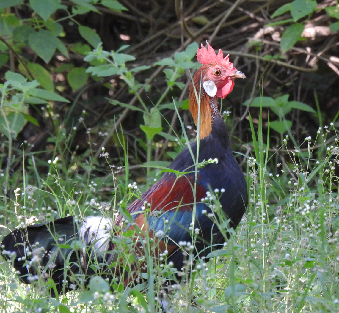 Gallus gallus  Fall,Gallus gallus,Geotagged,India,Red junglefowl