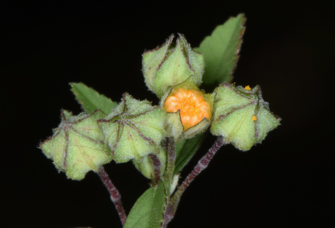 Sida spinosa  Fall,Geotagged,India,Prickly Fanpetals,Sida spinosa