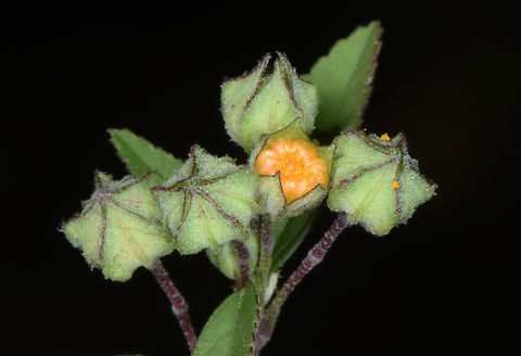 Sida spinosa  Fall,Geotagged,India,Prickly Fanpetals,Sida spinosa