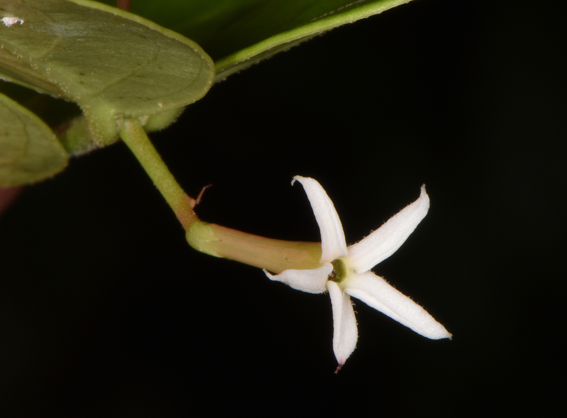 Carissa spinarum  Carissa spinarum,Conkerberry,Fall,Geotagged,India