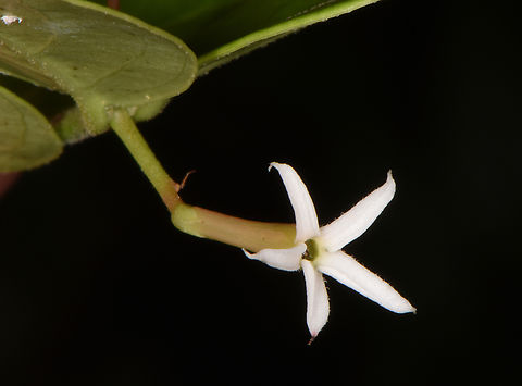 Carissa spinarum  Carissa spinarum,Conkerberry,Fall,Geotagged,India