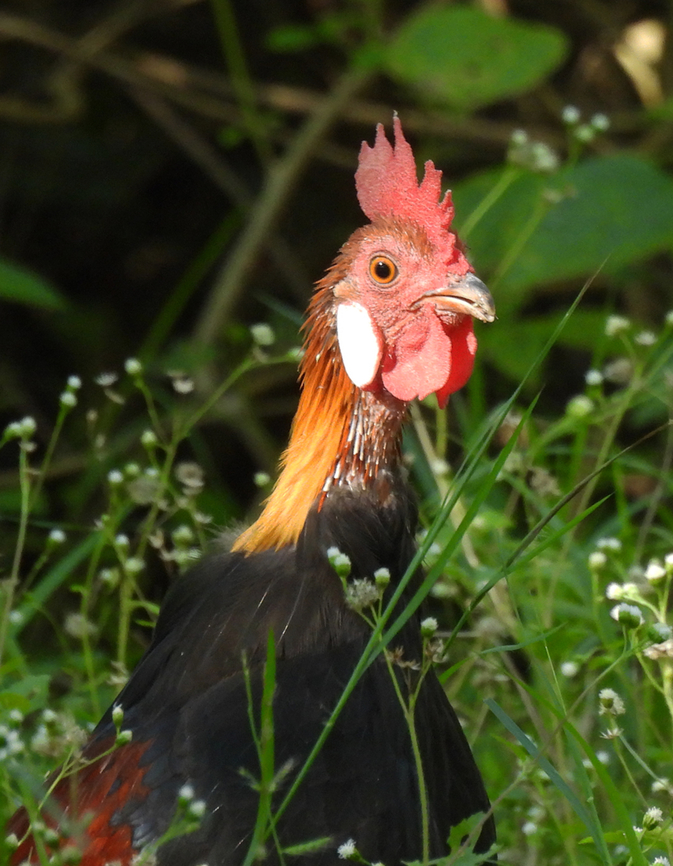 Gallus gallus  Fall,Gallus gallus,Geotagged,India,Red junglefowl