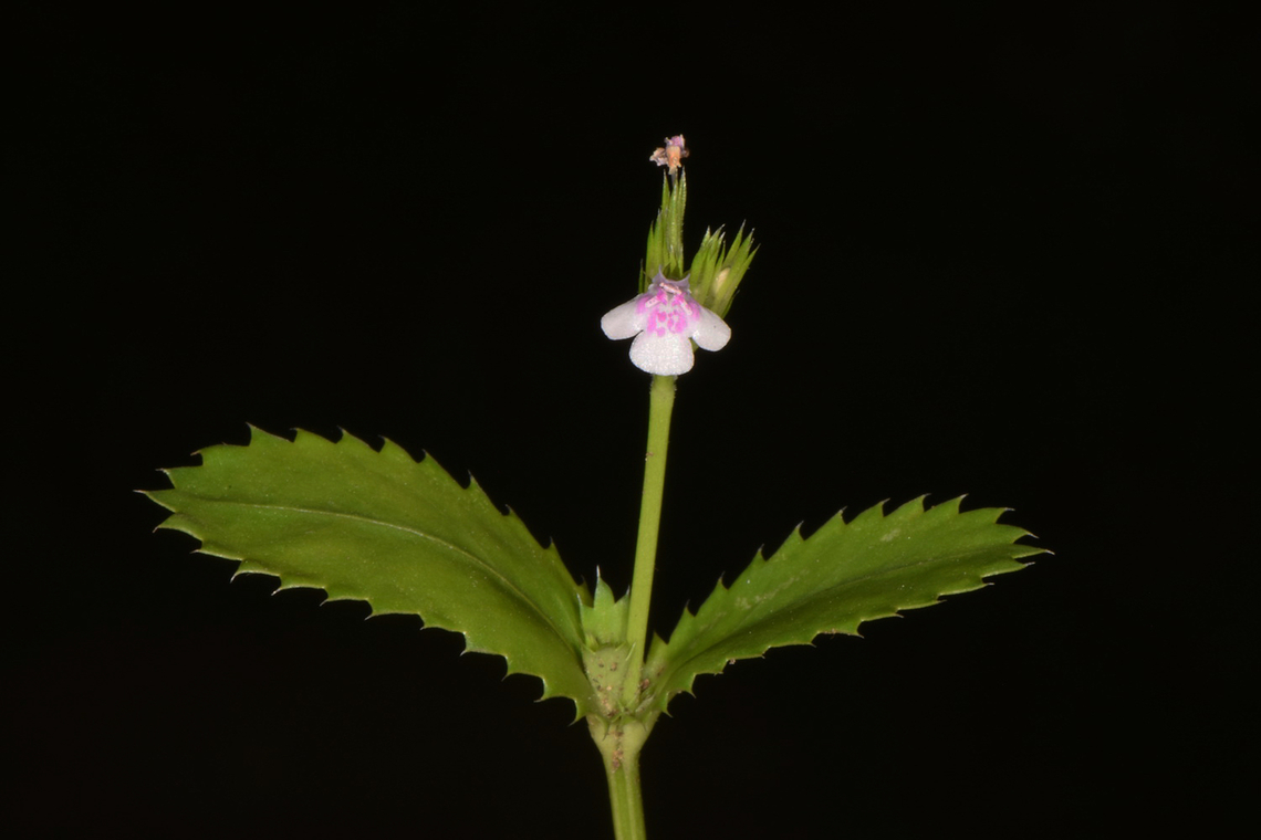 Bonnaya ciliata  Bonnaya ciliata,Fall,Geotagged,India