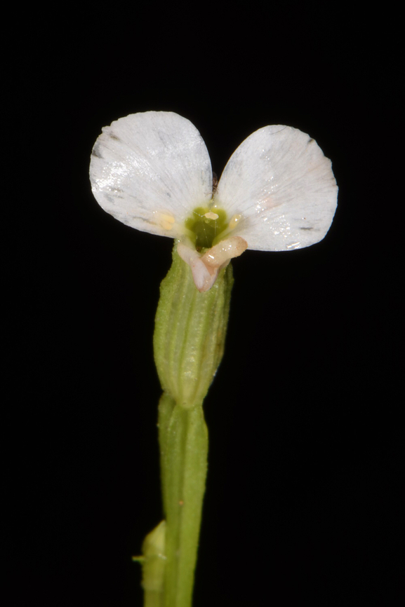 Canscora alata  Canscora alata,Fall,Geotagged,India