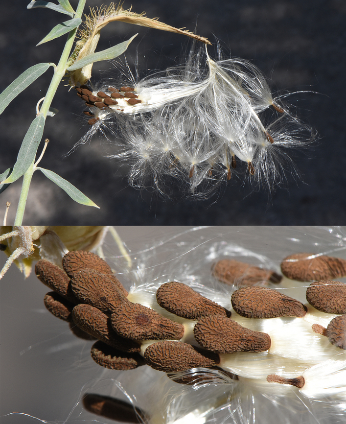 Gomphocarpus sinaicus  Gomphocarpus sinaicus