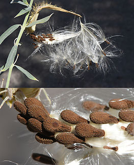 Gomphocarpus sinaicus  Gomphocarpus sinaicus