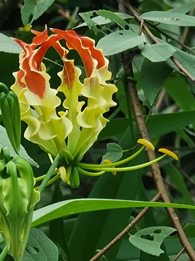 Gloriosa superba  Fall,Flame Lily,Geotagged,Gloriosa superba,India