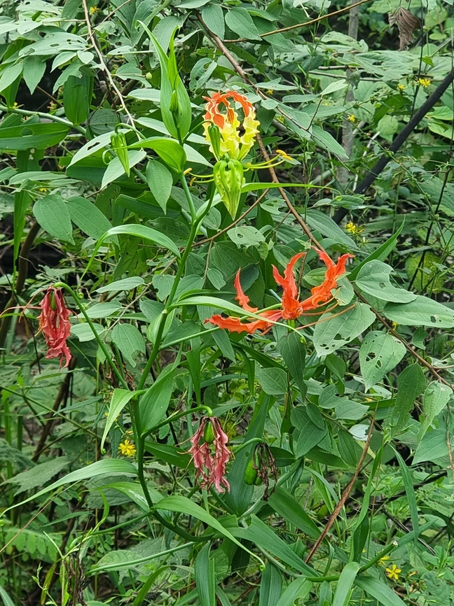 Gloriosa superba  Fall,Flame Lily,Geotagged,Gloriosa superba,India