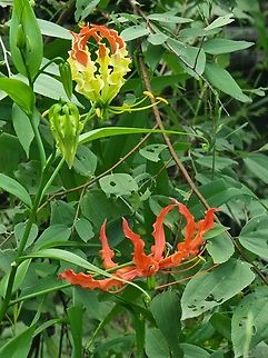 Gloriosa superba  Fall,Flame Lily,Geotagged,Gloriosa superba,India