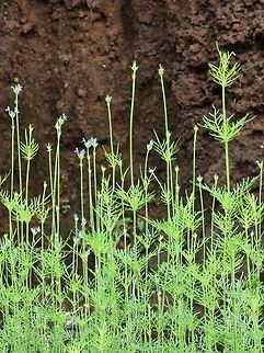Lavandula bipinnata  Fall,Feather-leaved lavender,Geotagged,India,Lavandula bipinnata