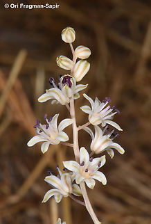 Prospero hanburyi Judean Desert, road to Alon Fall,Geotagged,Prospero hanburyi