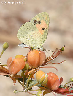 Colotis phisadia S Israel, Dead Sea area, Ein Gedi ancient synagogue Blue-spotted Arab,Colotis phisadia,Fall,Geotagged,Israel