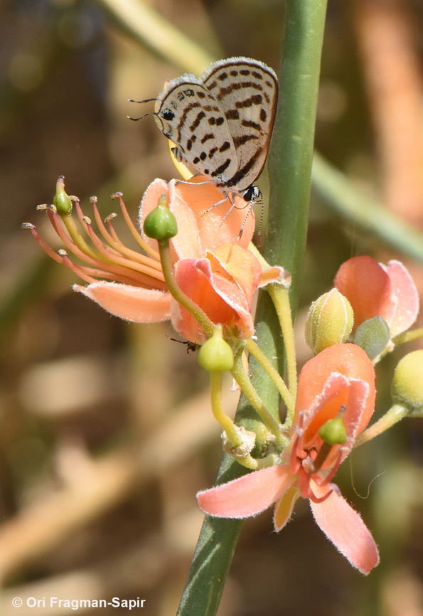Tarucus rosacea S Israel, Dead Sea area, Ein Gedi ancient synagogue Fall,Geotagged,Israel,Tarucus rosacea