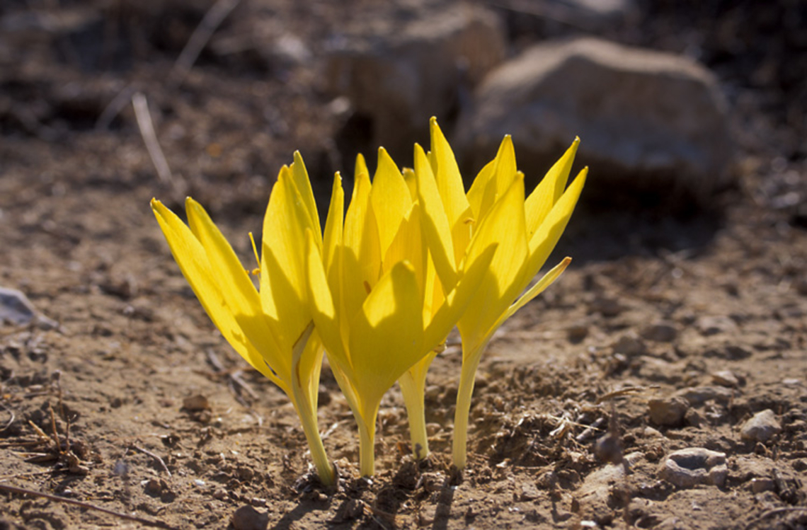 Sternbergia clusiana S Israel - Lehavim, 28/10/97<br />
 Fall,Geotagged,Israel,Sternbergia clusiana