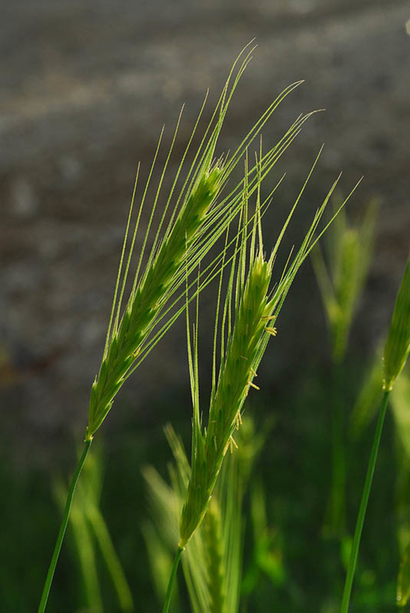 Hordeum spontaneum N dead Sea area - Nahal Og, near Almog Geotagged,Hordeum spontaneum,Wild barley,Winter