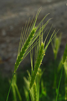 Hordeum spontaneum N dead Sea area - Nahal Og, near Almog Geotagged,Hordeum spontaneum,Wild barley,Winter
