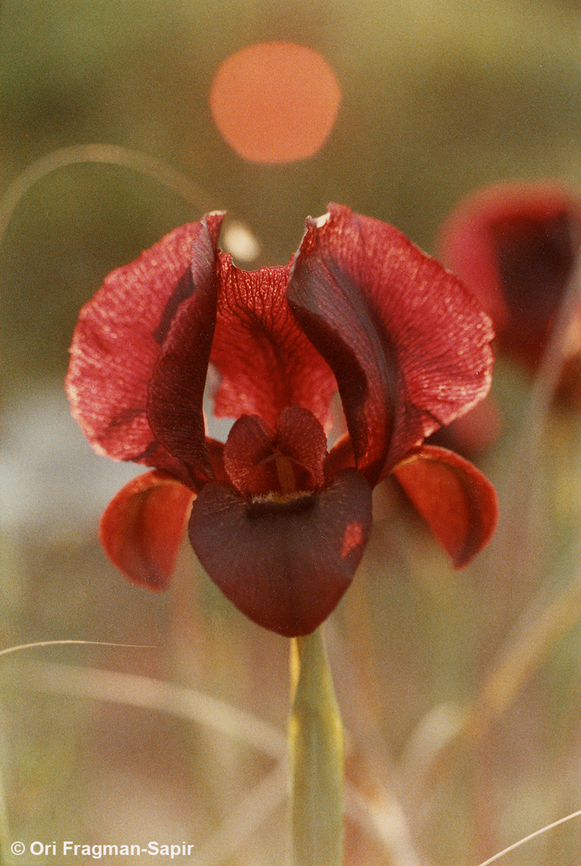 Iris atropurpurea An old picture that I scanned now. An extinct population from coastal Israel, NE of Neta'im.  Coastal iris,Geotagged,Iris atropurpurea,Israel,Winter