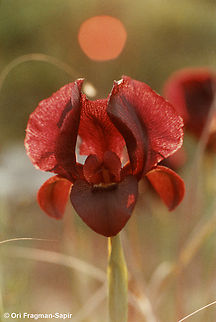Iris atropurpurea An old picture that I scanned now. An extinct population from coastal Israel, NE of Neta'im.  Coastal iris,Geotagged,Iris atropurpurea,Israel,Winter