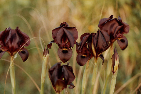 Iris atropurpurea An old picture that I scanned now. An extinct population from coastal Israel, NE of Neta'im. Coastal iris,Geotagged,Iris atropurpurea,Israel,Winter