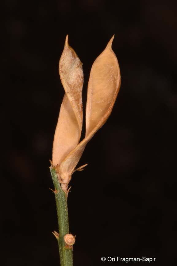 Genista libanotica Hermon, 1650 m. Fall,Genista libanotica,Geotagged