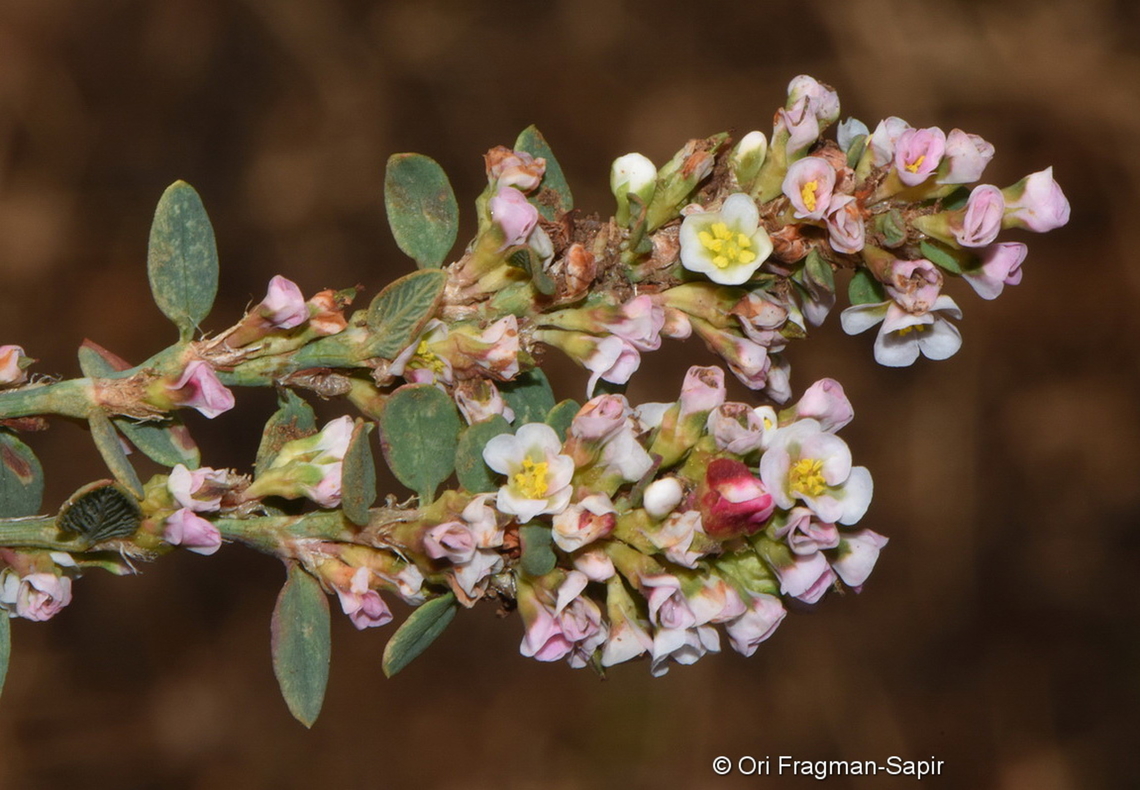Polygonum cedrorum Mt Hermon, 1450 m. Fall,Geotagged,Polygonum cedrorum