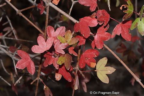 Acer monspessulanum S Mt Hermon, 1550 m. Acer monspessulanum,Fall,Geotagged,Montpellier maple