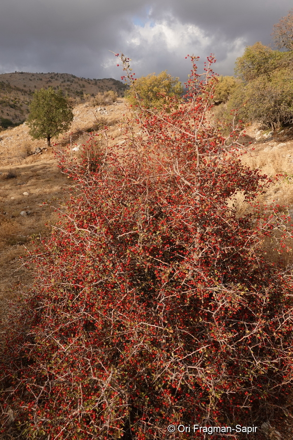 Crataegus sinaica Mt Hermon, 1430 m. Crataegus &times; sinaica,Fall,Geotagged