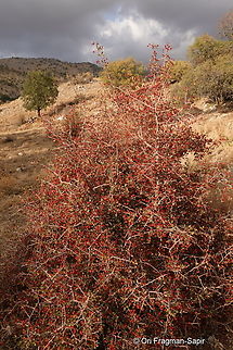 Crataegus sinaica Mt Hermon, 1430 m. Crataegus × sinaica,Fall,Geotagged
