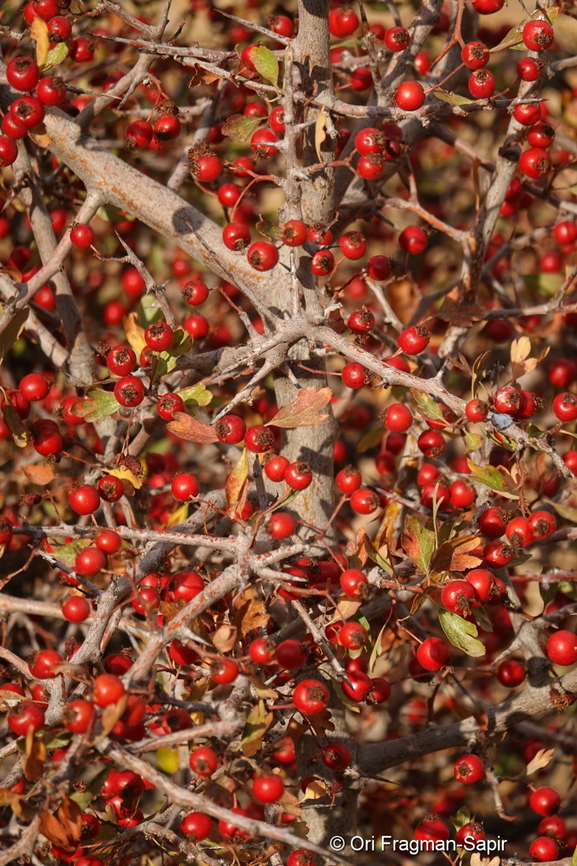 Crataegus sinaica Mt Hermon, 1430 m. Crataegus &times; sinaica,Fall,Geotagged