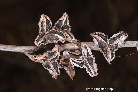 Asphodeline brevicaulis  Asphodeline brevicaulis,Fall,Geotagged