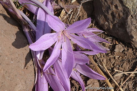Colchicum feinbruniae  Colchicum feinbruniae,Fall,Geotagged
