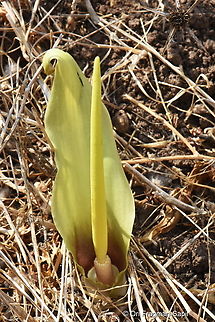 Biarum auraniticum Golan, Daliot Junction Biarum auraniticum,Fall,Geotagged