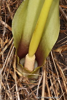 Biarum auraniticum Golan, Daliot Junction Biarum auraniticum,Fall,Geotagged