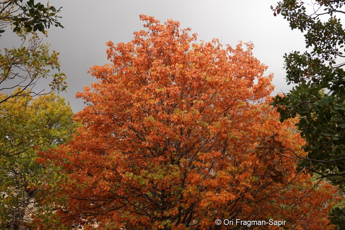 Sorbus torminalis S Mt Hermon, 1650m. Fall,Geotagged,Sorbus torminalis,Wild service tree