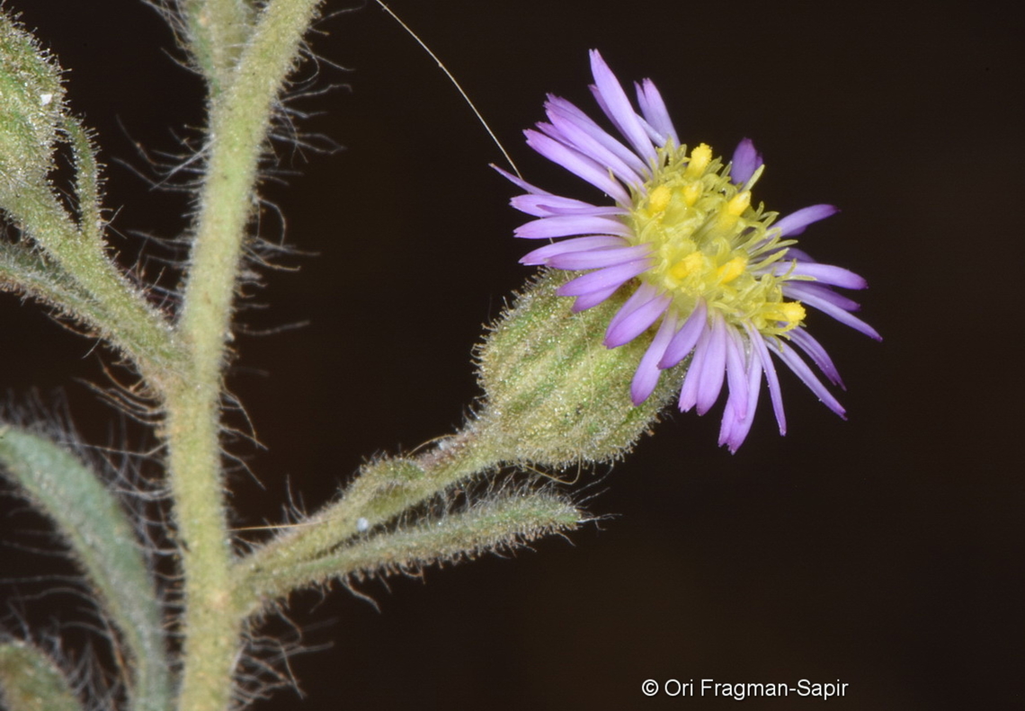 Lachnophyllum noeanum S Golan, Nov Fall,Geotagged,Lachnophyllum noeanum