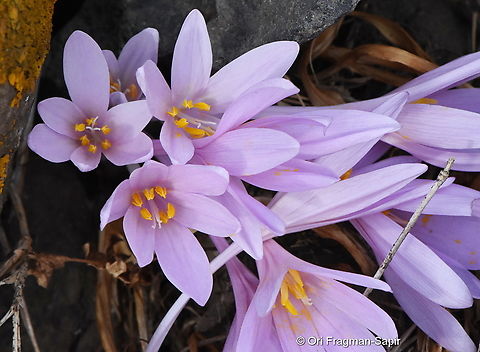 Colchicum hierosolymitanum S Golan, Nov Meadow Colchicum hierosolymitanum,Fall,Geotagged