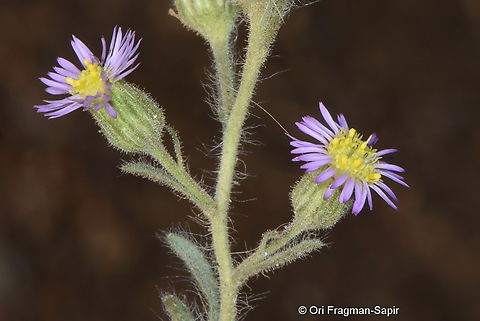 Lachnophyllum noeanum S Golan, Nov Fall,Geotagged,Lachnophyllum noeanum