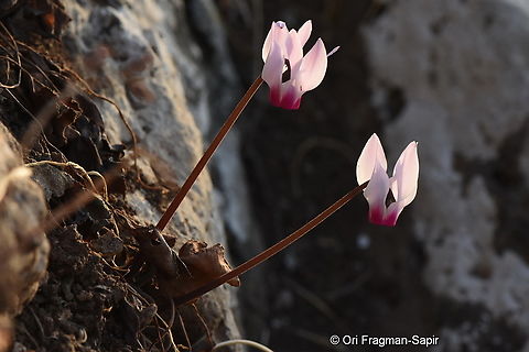 Cyclamen persicum var. autulmnale S Golan, Mevo Hama Cyclamen persicum,Fall,Geotagged,Persian cyclamen