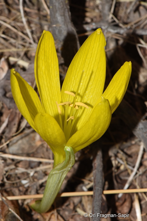 Sternbergia clusiana S Golan, Mevo Hama Fall,Geotagged,Sternbergia clusiana