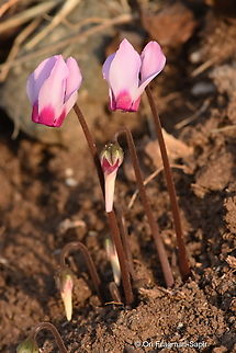 Cyclamen persicum var. autumnale S Golan, Mevo Hama Cyclamen persicum,Fall,Geotagged,Persian cyclamen