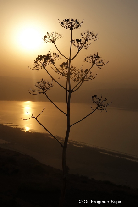 Ferula communis S Golan, Mevo Hama Fall,Ferula communis,Geotagged,Giant fennel