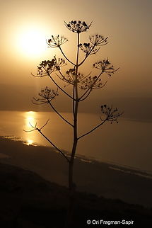 Ferula communis S Golan, Mevo Hama Fall,Ferula communis,Geotagged,Giant fennel