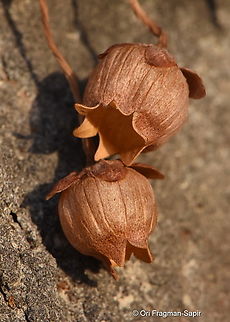 Cyclamen persicum var autumnale S Golan, Mevo Hama Cyclamen persicum,Fall,Geotagged,Persian cyclamen