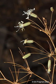 Ankyropetalum gypsophiloides S Golan, Mevo Hama Ankyropetalum gypsophiloides,Fall,Geotagged